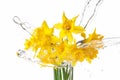 Tied narcissus flowers isolated on white background Royalty Free Stock Photo