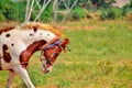 Tied with rope a horse,Tied with rope a Indian horse,close up view of asian horse,brown horse running in park,brown/white horse Royalty Free Stock Photo