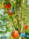 Colorful tomatoes ripen the garden