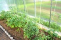 Tied tomatoes in a greenhouse made of polycarbonate. Inside view. young, tied. Royalty Free Stock Photo