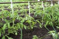 Tied tomatoes grow in the garden. end of may