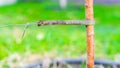 Tied up tree seedling close-up. Leather padding to prevent damage to tree bark