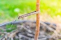 Tied up tree seedling close-up. Leather padding to prevent damage to tree bark