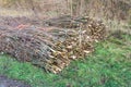 Tied willow branches waiting for transport