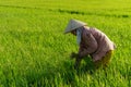 TIEN GIANG, VIETNAM - 21 FEB, 2016: Undefined woman on the rice field, Mekong delta, Vietnam