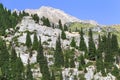 Tien Shan spruce trees sprouted on rocks in the mountains of the Trans-Ili Alatau