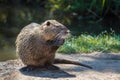 An adult coypu or nutria sitting on its hind paws before a pond and eating with relish