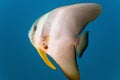 Tiera batfish Royalty Free Stock Photo