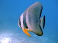 Tiera batfish, Ari Atoll, Maldives Royalty Free Stock Photo