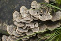 Tiered Fungi