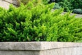 Tiered Retaining Wall with Yew Shrubs Royalty Free Stock Photo