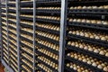 Tiered rows of chicken eggs in agro-industrial incubator