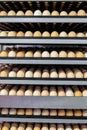 Tiered shelves with chicken eggs in agro-industrial incubator