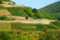 Tiered vineyards along the Rhine River in Germany