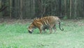 Tigar in jungle