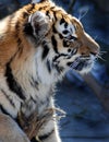 The tiger Royalty Free Stock Photo