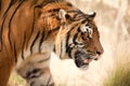 Tiger Royalty Free Stock Photo