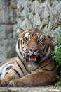 Tiger Royalty Free Stock Photo