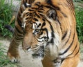 Tiger Royalty Free Stock Photo