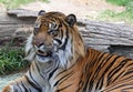 Tiger Royalty Free Stock Photo