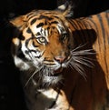 Tiger Royalty Free Stock Photo