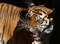 Tiger Royalty Free Stock Photo