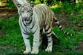 Tiger Royalty Free Stock Photo