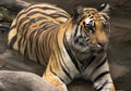 Tiger Royalty Free Stock Photo