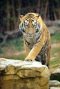 Tiger Royalty Free Stock Photo