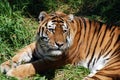 Tiger 3 Royalty Free Stock Photo
