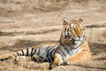 Tiger Royalty Free Stock Photo