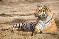 Tiger Royalty Free Stock Photo