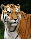 Tiger Royalty Free Stock Photo