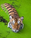 Tiger action in the water . Royalty Free Stock Photo