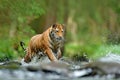 Tiger Action wildlife scene, wild cat, nature habitat. Tiger running in water. Danger animal, tajga in Russia. Animal in the fores