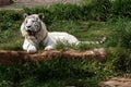 The tiger-albino lays on a grass Royalty Free Stock Photo