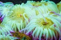 Tiger Anemone Nemanthus annamensis amazing colorful sea creatures underwater. Incredible natural background