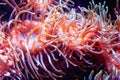 Tiger Anemone Nemanthus annamensis amazing colorful sea creatures underwater. Incredible natural background