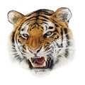 Tiger angry head hand draw and paint color on white background Royalty Free Stock Photo