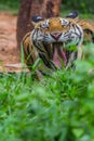 A tiger in the deep forest Royalty Free Stock Photo