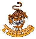 Tiger Angry Tigers Team Sports Mascot Roaring Royalty Free Stock Photo