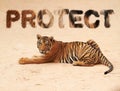 Tiger, Animal And Text Overlay To Protect Nature, Zoo Or Safari With Power And Danger As Art. Wildlife Panther Animal