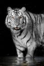 Tiger animal wildlife hunter wild