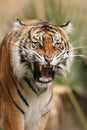 Tiger Attack Royalty Free Stock Photo