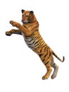 Tiger attacking, wild animal on white background