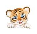 Tiger baby with raised paws, tiger cub watercolor isolated on white background. Cute cartoon Animal Royalty Free Stock Photo