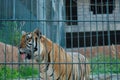 Tiger at Baluarte zoo in Vigan, Ilocos Sur, Philippines Royalty Free Stock Photo