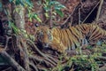 Tiger at Bandhavgarh National Park Tiger reserve Umaria Madhya Pradesh, Royalty Free Stock Photo