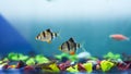 Tiger barb or Puntigrus tetrazona inside the aquarium Royalty Free Stock Photo