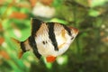 Tiger barb fish. Royalty Free Stock Photo